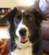 Skye the Border Collie Dog