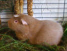 Border Collie Skye's friend Tufty the Guinea Pig