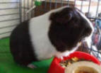 Border Collie Skye's friend Tommy the Guinea Pig