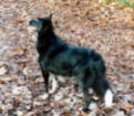 Skye checking the tree tops for squirrels jumping.