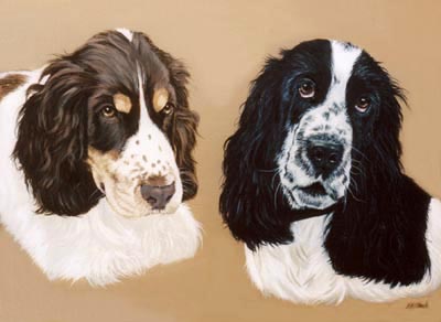 Pet Portraits - Springer Spaniel painting