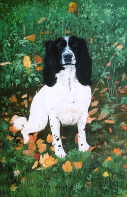 Pet Portraits - Springer Spaniel painting