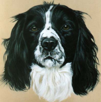 Pet Portraits - Springer Spaniel painting