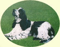 Click for larger image of Springer Spaniel painting