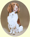 Click for larger image of Springer Spaniel painting