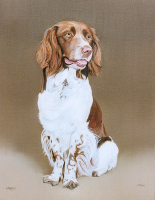 Pet Portraits - Springer Spaniel painting