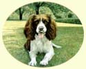 Click for larger image of Springer Spaniel painting