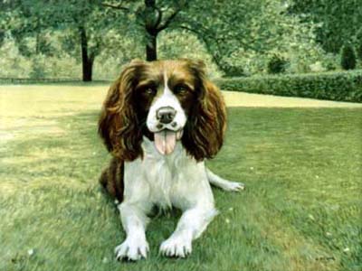 Pet Portraits - Springer Spaniel painting