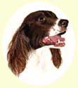 Click for larger image of Springer Spaniel painting