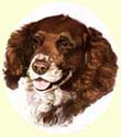 Click for larger image of Springer Spaniel painting