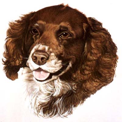 Pet Portraits - Springer Spaniel painting