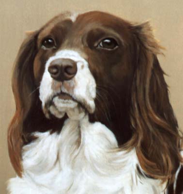 Pet Portraits - Springer Spaniel painting