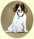 Click for larger image of Springer Spaniel painting