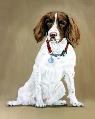 Pet Portraits - Springer Spaniel painting