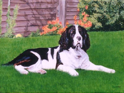 Pet Portraits - Springer Spaniel painting