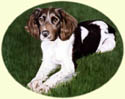 Click for larger image of Springer Spaniel painting