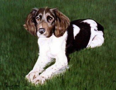 Pet Portraits - Springer Spaniel painting