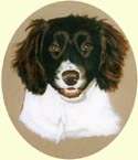 Click for larger image of Springer Spaniel painting