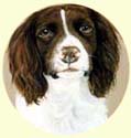 Click for larger image of Springer Spaniel painting