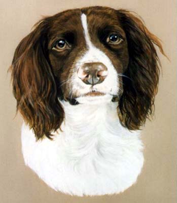 Pet Portraits - Springer Spaniel painting