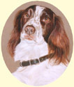 Click for larger image of Springer Spaniel painting