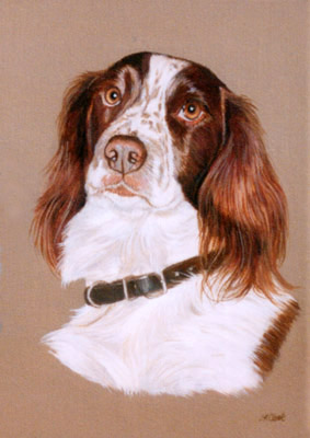 Pet Portraits - Springer Spaniel painting