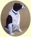 Click for larger image of Springer Spaniel painting