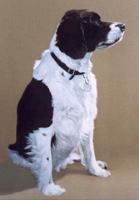 Pet Portraits - Springer Spaniel painting