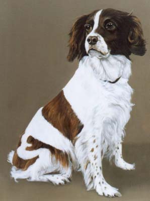 Pet Portraits - Springer Spaniel painting