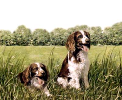 Pet Portraits - Springer Spaniel painting