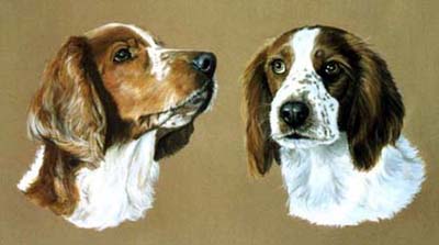 Pet Portraits - Springer Spaniel painting