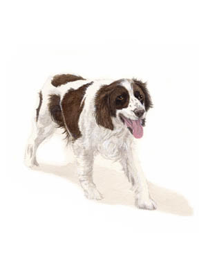 Pet Portraits - Springer Spaniel painting