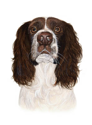 Pet Portraits - Springer Spaniel painting