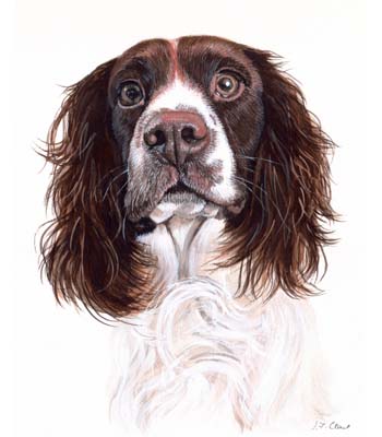 English Springer Spaniel Borage 