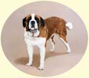 Click for Larger Image of St Bernard