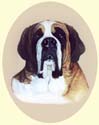 Click for Larger Image of St Bernard