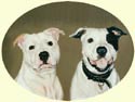 Click for Larger Image of Staffordshire Bull Terrier