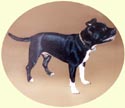 Click for larger image of Staffordshire Bull Terrier painting