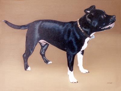 Pet Portraits Dog paintings - Staffordshire Bull Terrier painting in oils