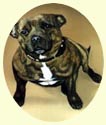 Click for Larger Image of Staffordshire Bull Terrier