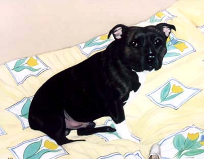 Pet Portraits Dog paintings - Staffordshire Bull Terrier painting 