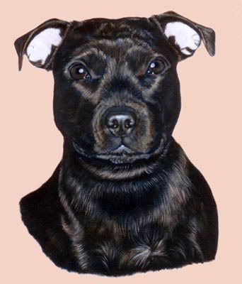 Pet Portraits Dog paintings - Staffordshire Bull Terrier painting 