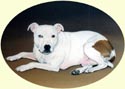 Click for larger image of Staffordshire Bull Terrier painting