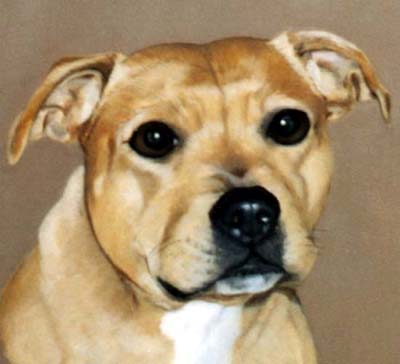 Pet Portraits Dog paintings - Staffordshire Bull Terrier painting in oils