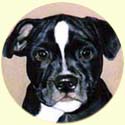 Click for Larger Image of Staffordshire Bull Terrier