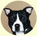 Click for Larger Image of Staffordshire Bull Terrier