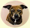 Click for Larger Image of Staffordshire Bull Terrier