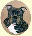 Click for Larger Image of Staffordshire Bull Terrier