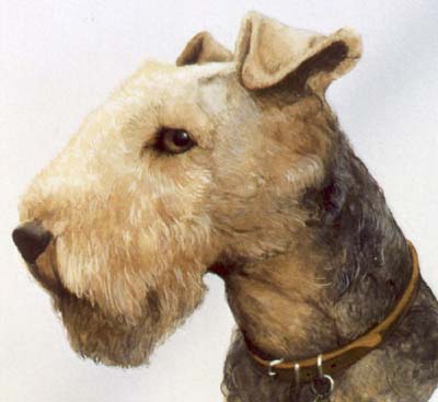 Pet Portraits - Terriers - Lakeland Terrier Head Study  - Watercolours