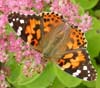 Painted Lady Butterfly photo by Isabel Clark, pet portraits artist, Coventry